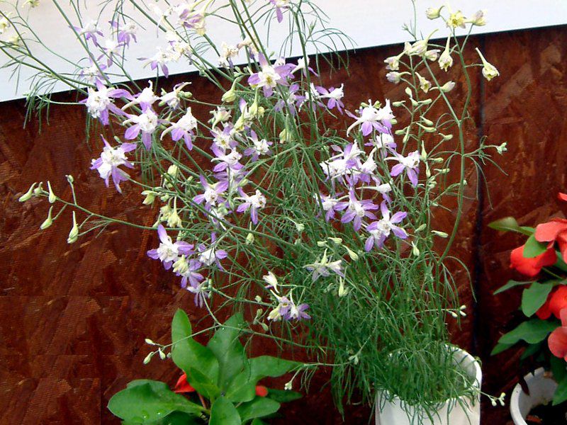 �f���t�B�j�E���E�}�b�V���E�f�j�b�V��(Delphinium)